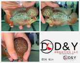 1 Male  A7 4.25in - Live Super Red Dragon Flowerhorn Fish - Big KOK USA Stock